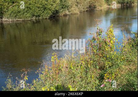 Himalaya-Balsam wächst am Ufer des River Towy, Carmarthenshire, Wales Großbritannien Stockfoto