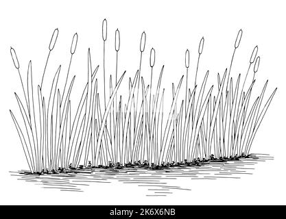 Schilfcattail Teich Grafik schwarz weiß See isoliert Skizze Illustration Vektor Stock Vektor