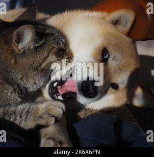 Shiba Inu Welpe und sein Freund gestreiften Kätzchen Stockfoto