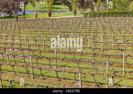 Australischer Weingarten bei Mortimers Wines in Orange, Zentralwest NSW, Australien, Frühjahr 2022 Stockfoto