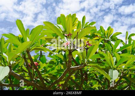 Viele Blüten aus weißem Plumeria rubra vor grünem Blatthintergrund Stockfoto