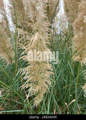 Nahaufnahme von Pampagras und Federn im Garten. Stockfoto