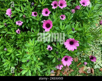 Nahaufnahme der Blätter und Blüten von Osteospermum Dimorphotheca ecklonis im Oktober im Garten. Stockfoto