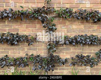 Nahaufnahme des Pyrus communis 'Red Sensation Bartlett'-Baumes, der in einem Espalier-Muster an einer Ziegelwand mit dunklen Herbstblättern ausgebildet wurde. Stockfoto