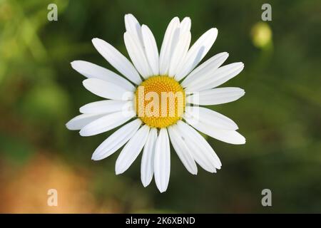 Nahaufnahme einer weiß blühenden Gänseblümchen (Leucanthemum vulgare) Stockfoto