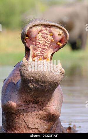 Hippo (Hippopotamus amphibius) mit offenem Mund unter Wasser, bedrohliche Gesten. Okavango Delta, Botsuana, Afrika Stockfoto