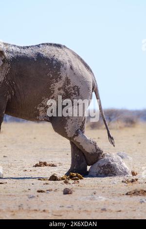 Elefant (Loxodonta africana) lehnt sich auf einem Termitenhügel zurück, Berg. Nxai Pan, Botswana, Afrika Stockfoto