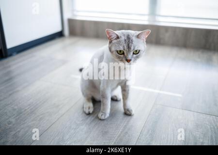 Die verspielte britische Kurzhaarkatze sitzt bequem auf dem Boden und blickt zu Hause auf die Kamera Stockfoto