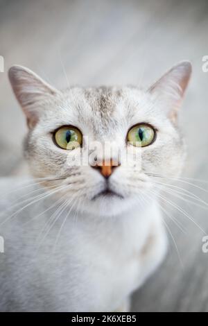 Die verspielte britische Kurzhaarkatze sitzt bequem auf dem Boden und blickt zu Hause auf die Kamera Stockfoto