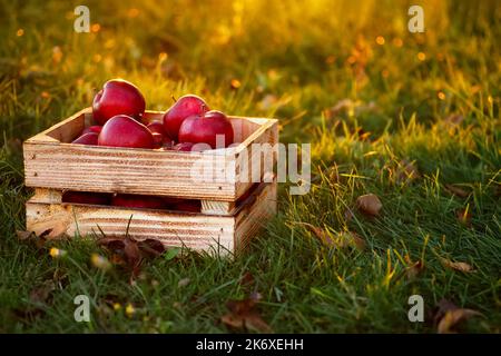Rote Äpfel in Holzkiste auf Gras im Garten Stockfoto