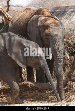 TARANGIRE PARK TANSANIA Stockfoto