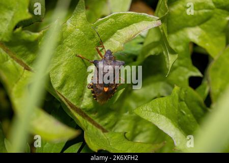 Rotbeinige Schildwanzen (Pentatoma rufipes) oder Waldwanzen auf einem grünen Blatt Stockfoto