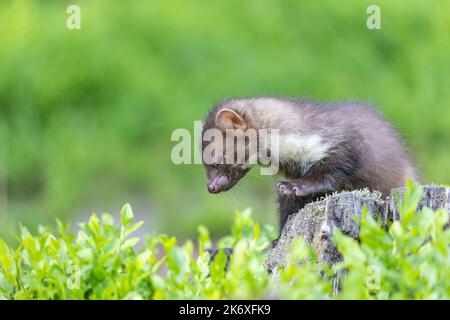 Niedlicher junger Marder posiert im Freien Stockfoto