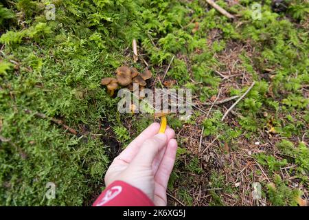 Craterellus tubaeformis, Winterpfifferlinge in der Hand einer Frau. Hochwertige Fotos Stockfoto