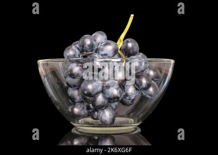 Ein Zweig saftiger schwarzer Trauben in einer Glasplatte, Makro, isoliert auf schwarzem Hintergrund. Stockfoto