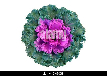 Dekorative brassica Kohl rosa und grüne Blume isoliert auf einem weißen Hintergrund Nahaufnahme. Draufsicht. Speicherplatz kopieren. Stockfoto