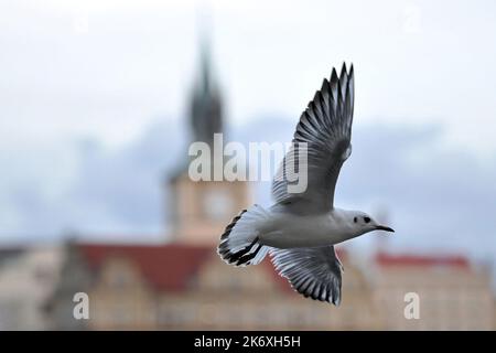 Prag, Tschechische Republik. 16. Oktober 2022. Möwe am frühen Morgen des Spätherbsttages über Prag in der Tschechischen Republik. (Bild: © Slavek Ruta/ZUMA Press Wire) Bild: ZUMA Press, Inc./Alamy Live News Stockfoto