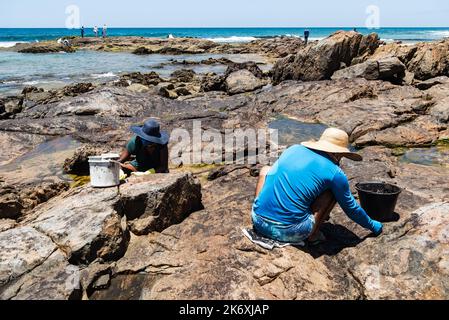 Salvador, Bahia, Brasilien - 26. Oktober 2019: Freiwillige reinigen Öl am Strand Pedra do Sal in der Stadt Salvador. Der Standort war von einem Öl-spi betroffen Stockfoto