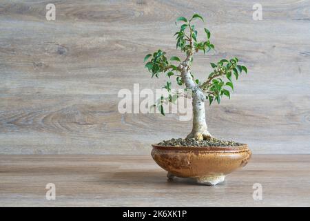 Weinende Feige, Ficus benjamina als Bonsai vor einem Hintergrund aus Holz Stockfoto