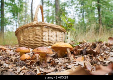 Essbarer Greville-Bolete, Suillus grevillei und ein Korb, den man im Herbst im Wald sammeln kann Stockfoto