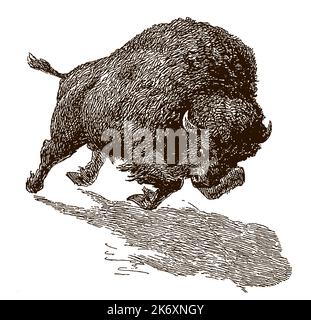 Schnell laufender amerikanischer Bison-Bulle isoliert auf weißem Hintergrund, nach antiker Gravur Stock Vektor