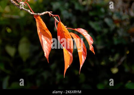 Prunus amanogawa verlässt im Herbst Stockfoto