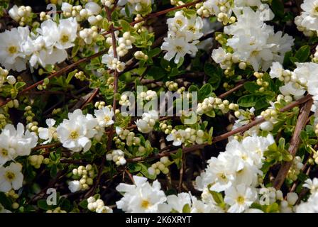 Exochorda x macrantha 'die Braut' Busch Stockfoto