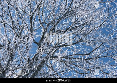 Reif auf Ästen gegen den blauen Himmel Stockfoto