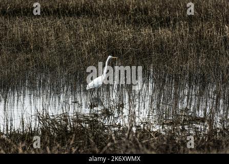 Reiher auf der Jagd nach Nahrung. Stockfoto