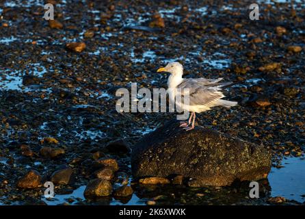 Die Möwe thronte bei Ebbe auf einem Felsen. Stockfoto