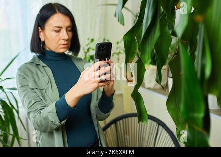 Frau mit Smartphone fotografiert die Blattkrankheiten Dracaena Palme zu Hause, kümmert sich um Zimmerpflanzen, beschädigten Urlaub, Behandlung suchen in housepla Stockfoto