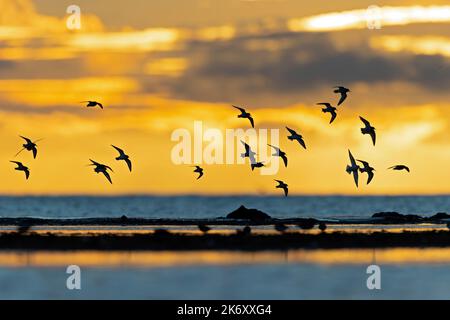 Eine Gruppe kleiner Waden oder Küstenvögel, die in Deutschland entlang der Ostsee fliegen Stockfoto