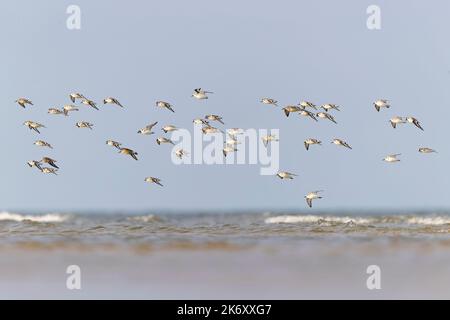 Eine Gruppe kleiner Waden oder Küstenvögel, die in Deutschland entlang der Ostsee fliegen Stockfoto