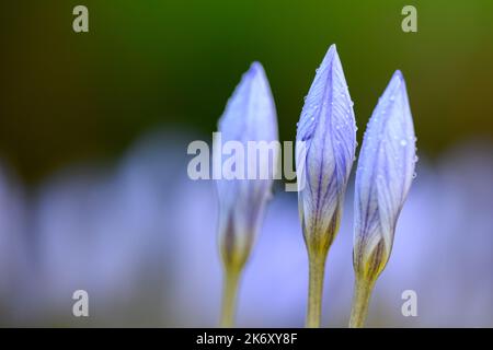 Hübsche blaue Blumen isoliert vor dem Hintergrund Stockfoto