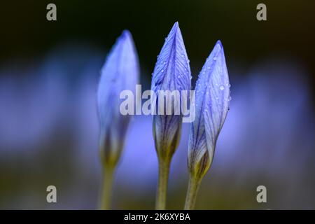Hübsche blaue Blumen isoliert vor dem Hintergrund Stockfoto