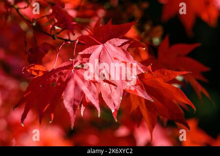Rote Herbstblätter aus nächster Nähe Stockfoto