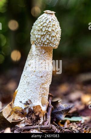 Gewöhnliches Stinkhorn, das einem Phallus ähnelt, der im Herbst aus dem Waldboden auftaucht Stockfoto