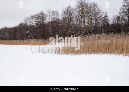 Winter Seenlandschaft mit gefrorenen Bäumen und Schilf. Raureif und schneebedeckter Hintergrund. Pflanzen bedeckt mit Schnee und Eis. Frostig getrocknete Pampas Gras und.trocken Stockfoto