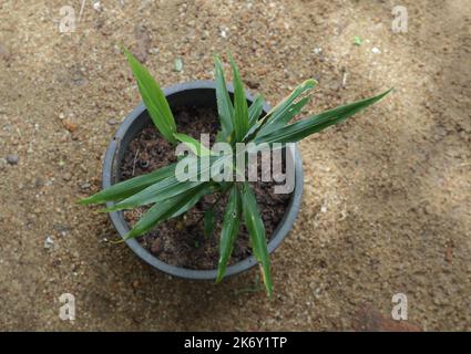 Hochwinkelansicht einer Ingwerpflanze (Zingiber Officinale), die im Garten in einem schwarzen Kunststoffbehälter wächst Stockfoto