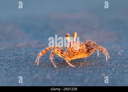 Bei Sonnenuntergang am Meeresstrand in Galveston, Texas, USA: Stockfoto