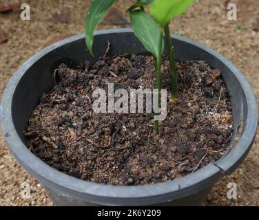 Nahaufnahme eines dunklen Bodens mit höherer Fruchtbarkeit auf einem schwarzen Plastikbehälter mit einer Ingwerpflanze (Zingiber Officinale).auf diesem Bild sind zwei Ingwerstämme zu sehen Stockfoto