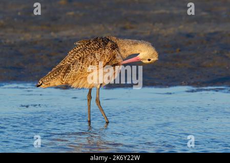 Marmorierte Godwit (Limosa fedoa) beim Sonnenuntergang an der Meeresküste während der Migration, Galveston, Texas, USA. Stockfoto