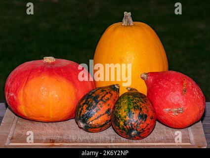 Mehrere farbige dekorative Kürbisse isoliert auf einem Tisch für Halloween im Oktober Stockfoto