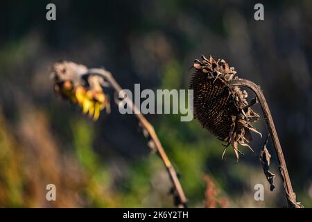 Eine braune Sonnenblume mit Samen, die im Herbst vor sonnigem Hintergrund abgeschnitten wurde Stockfoto