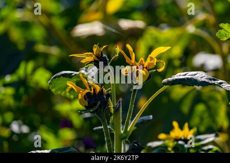 Eine Sonnenblume mit mehreren Blumen vor grünem Hintergrund, Deutschland Stockfoto