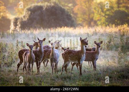 Damwild (Dama Dama), Häufig: Kastanie Fell mit weißen mottles, ist es im Sommer mit viel dunkler, unbefleckt Mantel im Winter ausgesprochen. Stockfoto