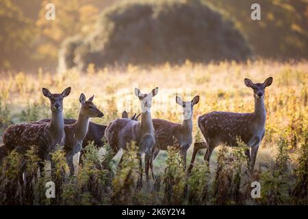 Damwild (Dama Dama), Häufig: Kastanie Fell mit weißen mottles, ist es im Sommer mit viel dunkler, unbefleckt Mantel im Winter ausgesprochen. Stockfoto