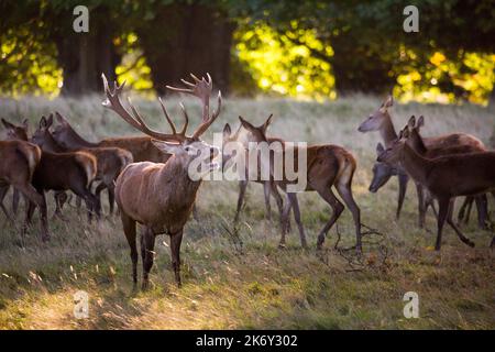 Rotwildherde in einem Hirschpark in der englischen Landschaft im frühen Herbst Stockfoto