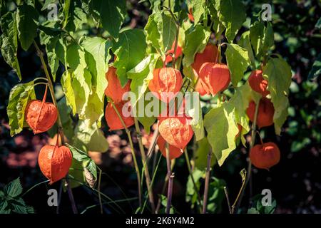 Die orangefarbene Frucht Physalis rubro Stockfoto