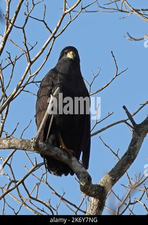 Großer Schwarzer Falke (Buteogallus urubitinga urubitinga) Erwachsener, der auf dem Zweig Pantanal, Brasilien, thront. Juli Stockfoto